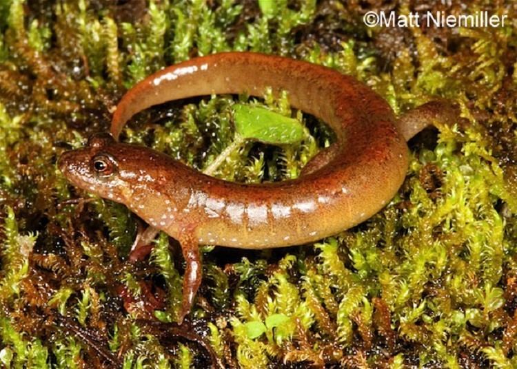 Santeetlah dusky salamander Tennessee Watchable Wildlife Santeetlah Dusky Salamander