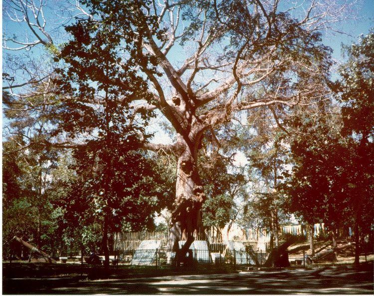 Santiago Surrender Tree