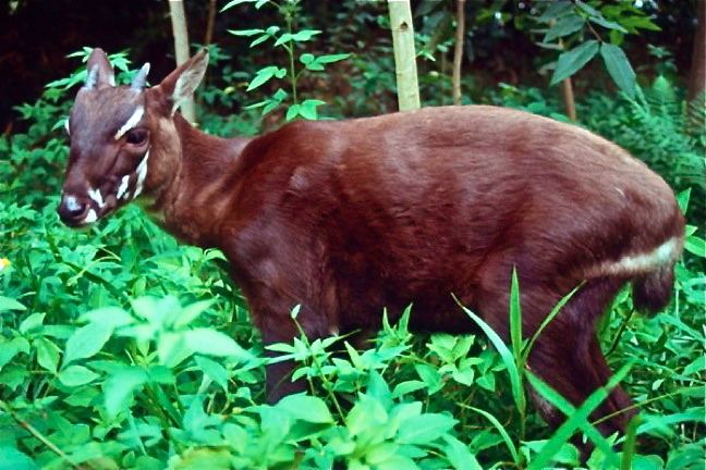 Saola Saola Asian Unicorn Endangered Species Spotlight
