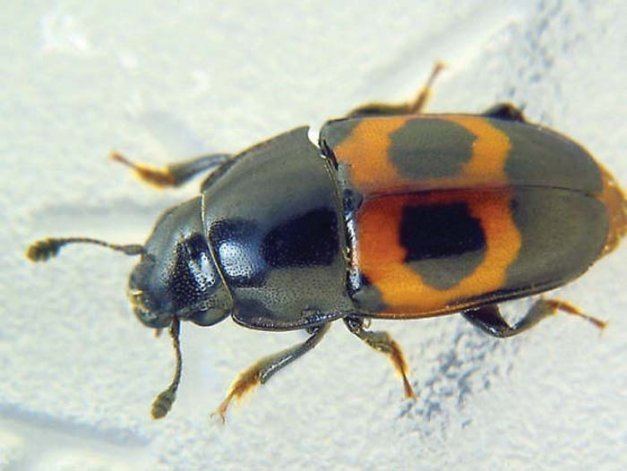 Sap beetle Sap beetles attacked Michigan cherries Good Fruit Grower
