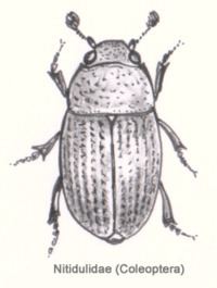 Sap beetle httpsuploadwikimediaorgwikipediacommonsthu