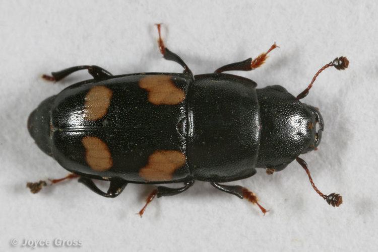 Sap beetle CalPhotos Glischrochilus quadrisignatus Fourspotted Sap Beetle
