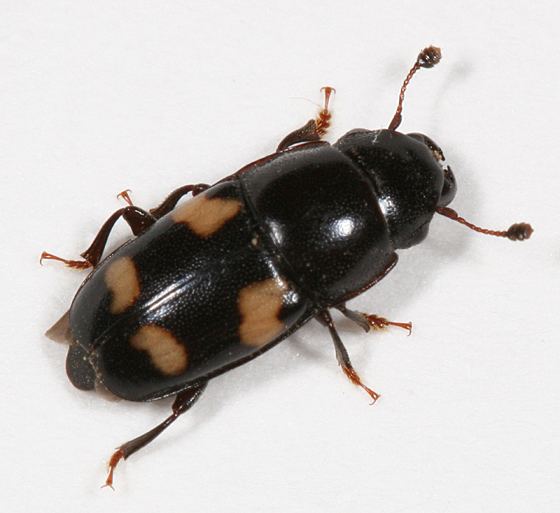 Sap beetle 4spotted Sap Beetle Glischrochilus quadrisignatus BugGuideNet