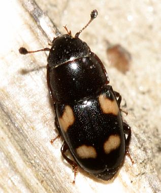 Sap beetle 4spotted Sap Beetle Glischrochilus quadrisignatus BugGuideNet