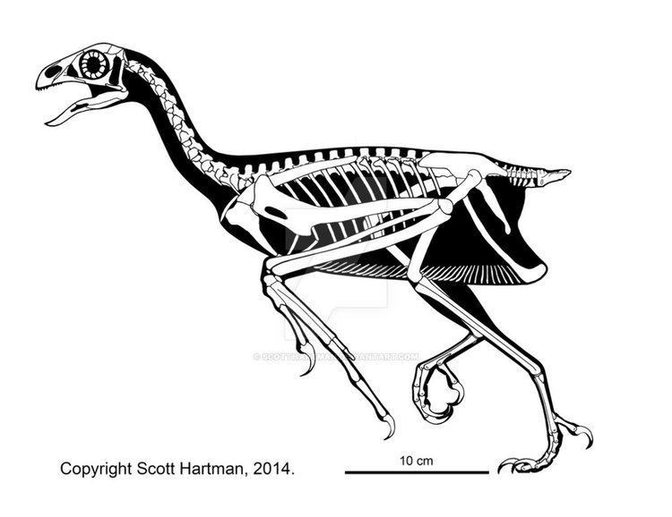 Sapeornis Sapeornis a weird Early Cretaceous nonoviraptor by ScottHartman
