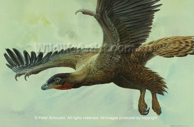 Sapeornis Feathered Dinosaurs Sapeornis chaoyangensis