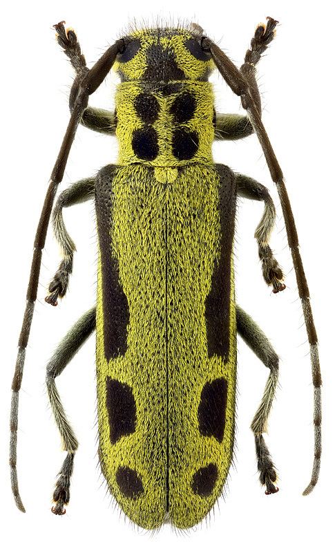 Saperda Genus Saperda Fabricius 1775 Cerambycidae