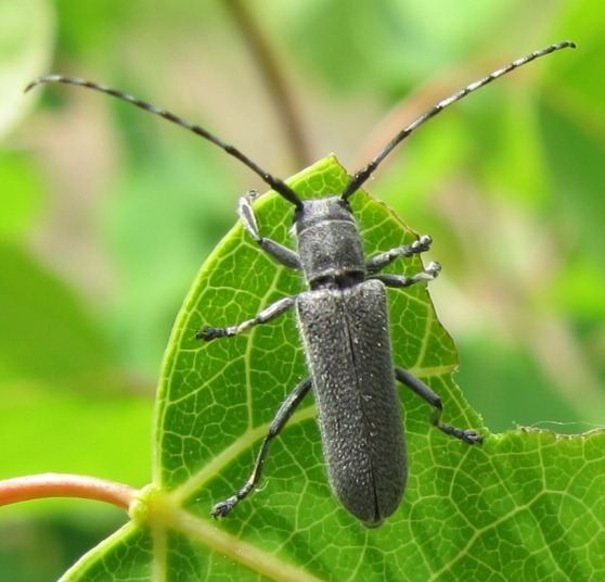 Saperda Beetle Saperda inornata BugGuideNet