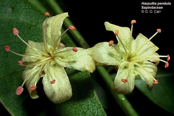 Sapindaceae Flowering Plant Families UH Botany