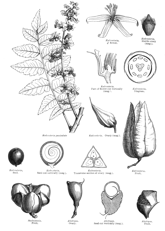 Sapindaceae Angiosperm families Sapindaceae Juss
