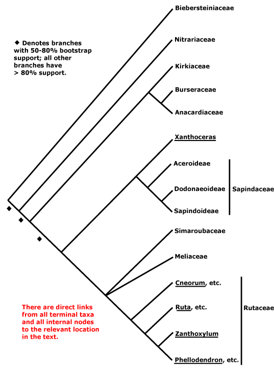 Sapindales - Alchetron, The Free Social Encyclopedia