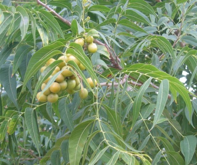 Sapindus Sapindus Mukorossi Soapnuts Soap Nut Soapberry Soap Berry