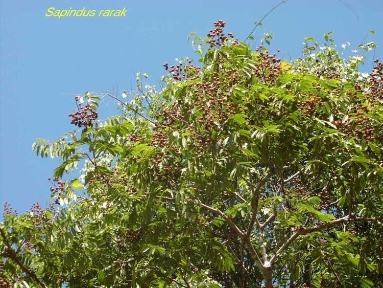 Sapindus rarak Sapindus rarak Images Useful Tropical Plants