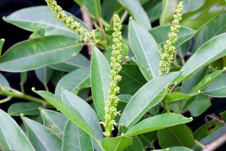 Sapium glandulosum Sapium glandulosum Images Useful Tropical Plants