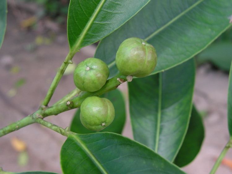 Sapium glandulosum Sapium glandulosum Images Useful Tropical Plants