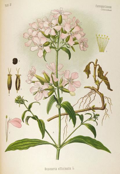 Saponaria officinalis A Modern Herbal Soapwort