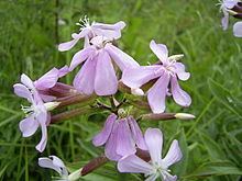Saponaria officinalis httpsuploadwikimediaorgwikipediacommonsthu