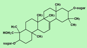 Saponin wwwphytochemicalsinfopicturesphytochemicalssa