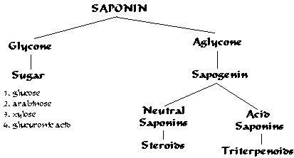 Saponin Glycosides