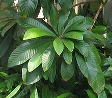 Sapotaceae httpsuploadwikimediaorgwikipediacommonsthu