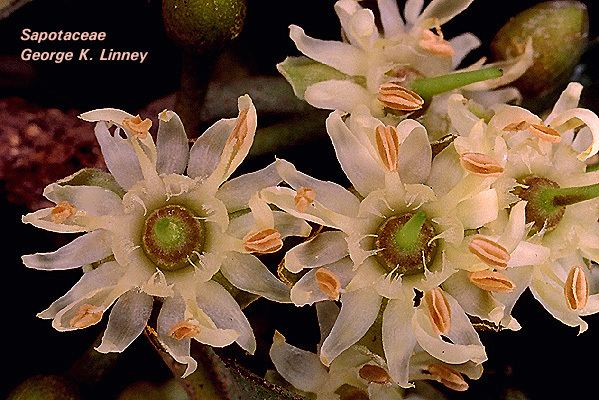 Sapotaceae Flowering Plant Families UH Botany