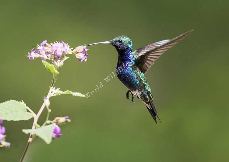 Sapphire-bellied hummingbird lilliae Sapphirebellied Hummingbird in flight8718 c Andy and