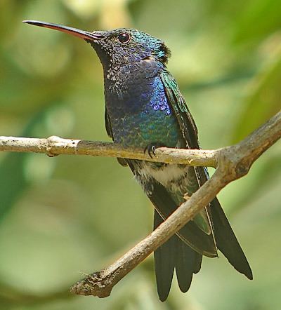 Sapphire-bellied hummingbird Surfbirds Online Photo Gallery Search Results
