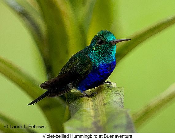 Sapphire-bellied hummingbird violetbelliedhummingbird106galleryjpg 570452 MIS COLIBRIES