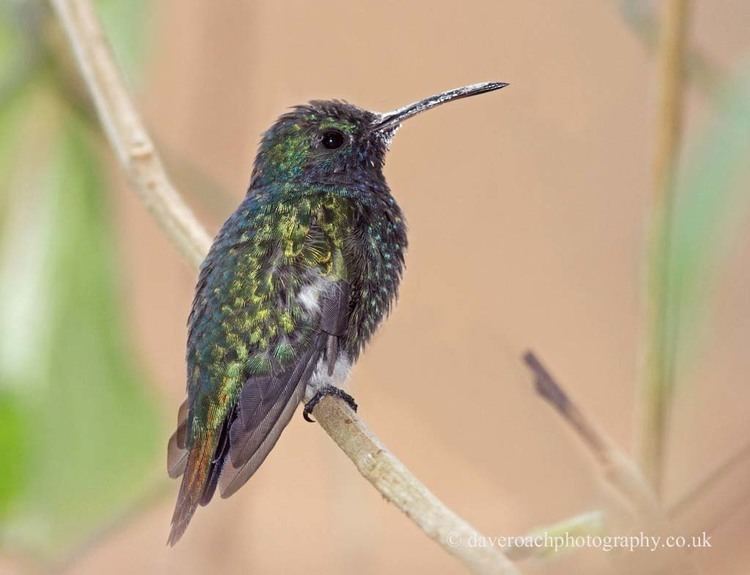 Sapphire-throated hummingbird Nature Photography by Dave Roach Sapphirethroated Hummingbird