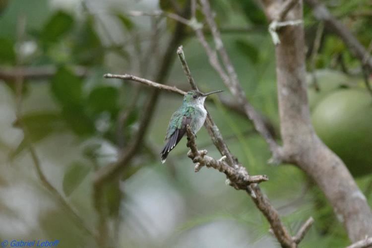 Sapphire-throated hummingbird Sapphirethroated Hummingbird Lepidopyga coeruleogularis videos