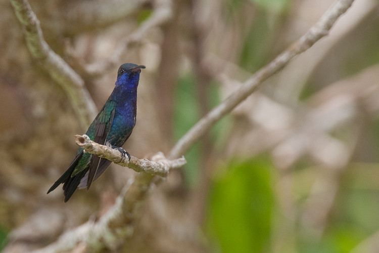 Sapphire-throated hummingbird httpsphotossmugmugcomBirdImagesOrganizedbyFa