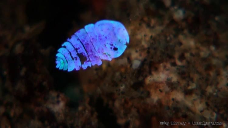 Sapphirina Sapphirina A Tiny Marine Crustacean with Beautiful Shimmering Skin