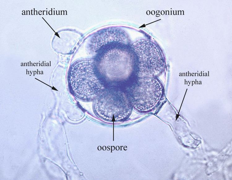 Saprolegnia fungi water molds sexual reproduction
