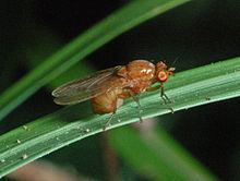 Sapromyza halidayi httpsuploadwikimediaorgwikipediacommonsthu