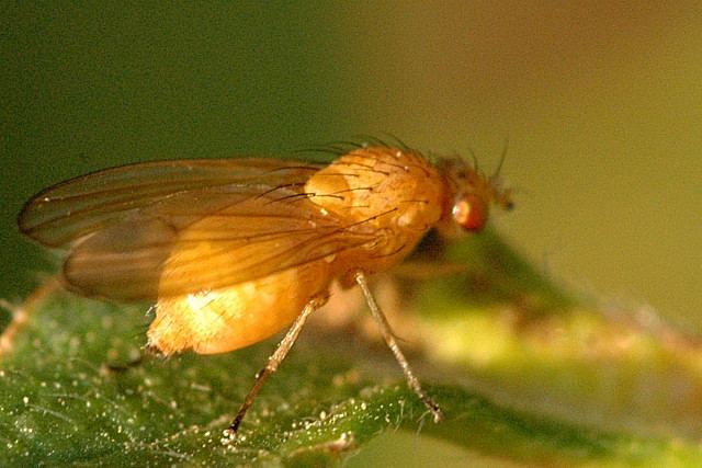 Sapromyza quadricincta
