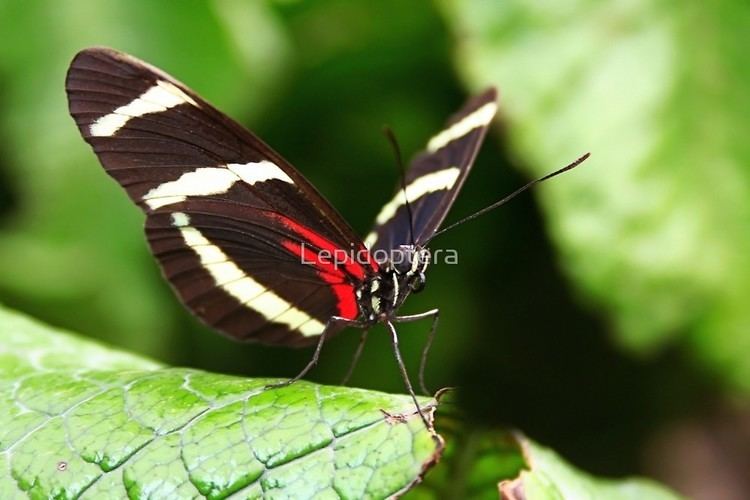 Sara longwing Sara Longwing Heliconius saraquot by Lepidoptera Redbubble