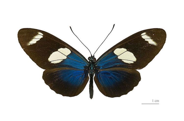 Sara longwing Heliconius sara Sara longwing butterfly