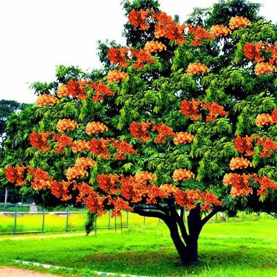 Saraca asoca Buy saraca asoca sita ashok ashoka tree plant online buy 6000