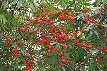 Saraca asoca Saraca asoca Wikipedia