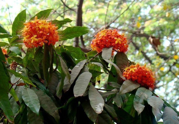 Saraca asoca HCMS