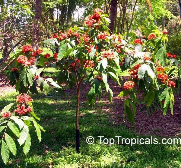 Saraca asoca Saraca indica Saraca asoca Jonesia asoca Ashoka Tree Jonesia