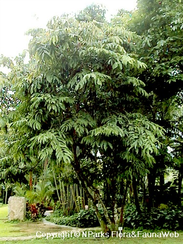 Saraca thaipingensis Flora Fauna Web Plant Detail Saraca thaipingensis Cantley ex Prain