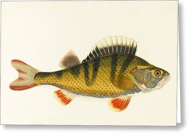 Sarah Bowdich Lee The Freshwater Fishes Of Great Britain Drawing by Sarah Bowdich Lee