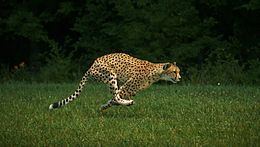 Sarah (cheetah) httpsuploadwikimediaorgwikipediacommonsthu