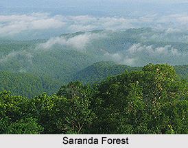 Saranda forest wwwindianetzonecomphotosgallery62SarandaFor