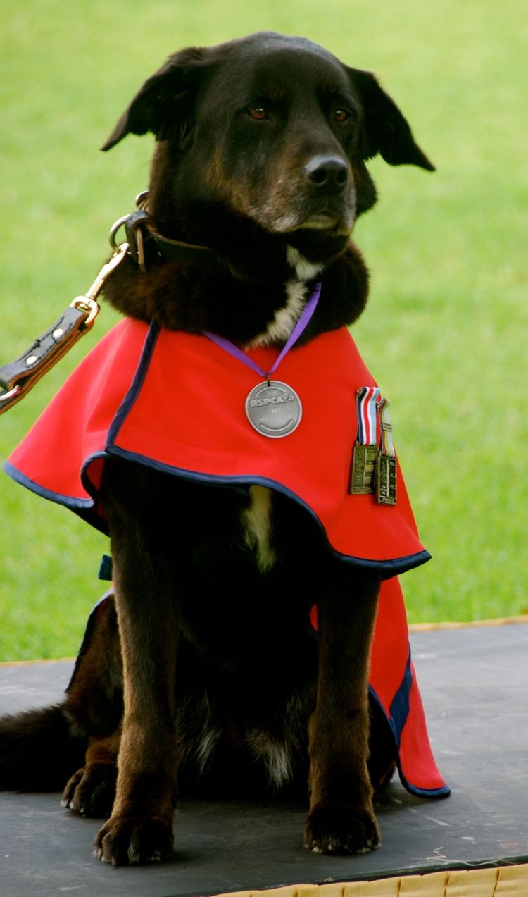 Sarbi Explosive Detection Dog Sarbi from the Australian Army has died The