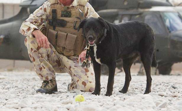 Sarbi Sarbi Australia39s most decorated War Dog Australian Dog Lover
