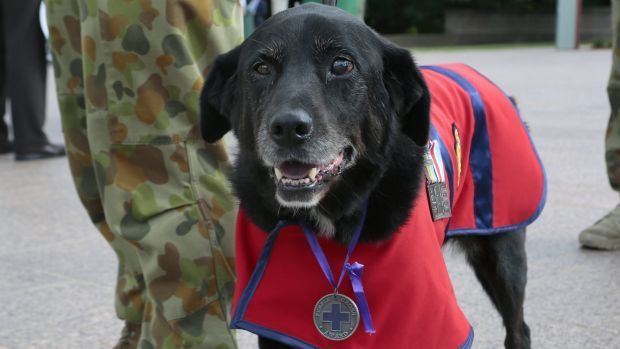 Sarbi Australian war hero dog Sarbi dies aged 12