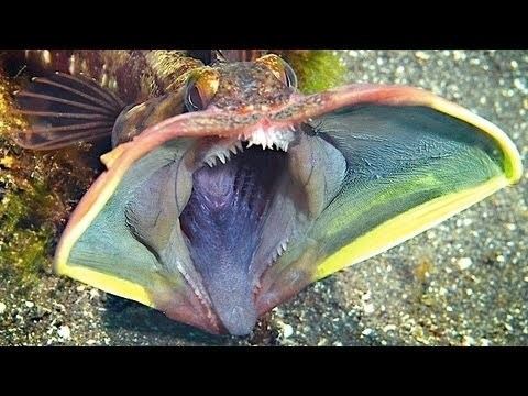 Sarcastic fringehead httpsiytimgcomvil6S6vJHy6fAhqdefaultjpg