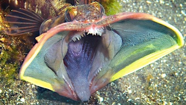 Sarcastic fringehead The Sarcastic Fringehead ferrebeekeeper